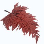 Feriga stabilizata, Pteris Bordo set x10