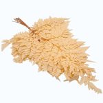 Feriga stabilizata Pteris Piersica set x10