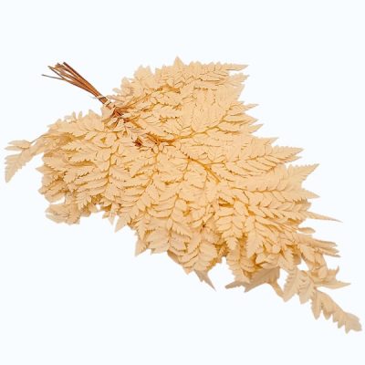 Feriga stabilizata Pteris Piersica set x10