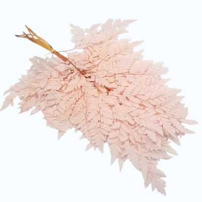 Feriga stabilizata, Pteris Roz palid set x10