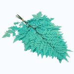Feriga stabilizata Pteris turquoise set x10