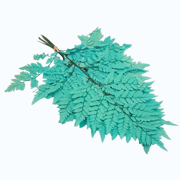 Feriga stabilizata Pteris turquoise set x10 Feriga stabilizata Pteris turquoise set x10