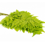Feriga stabilizata Pteris verde deschis 40cm