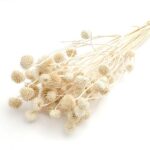 Floare uscata Trifoi albit set 50cm