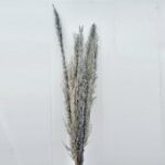 Iarba Pampas Erianthus Gri set x10