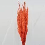 Iarba Pampas Erianthus Oranj set x10