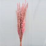 Iarba Pampas Erianthus Roz Antic set x10