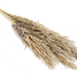 Iarba Pampas Erianthus Natur set x10