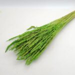 Iarba uscata Phleum verde neon set 50g