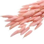 Lagurus baby pink set 70cm