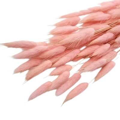 Lagurus baby pink set 70cm