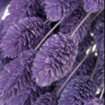 Phalaris mov set 100g