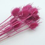 Dipsacus scai uscat Magenta set