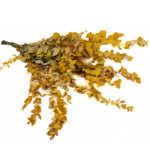 Eucalipt stabilizat STU galben set