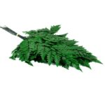 Feriga stabilizata Pteris verde intens set x10