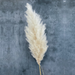 Pampas Cortaderia XXL bej natur 1buc