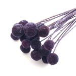 Flori uscate Craspedia Ink x20