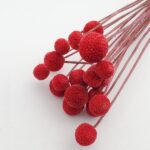 Flori uscate Craspedia Rosu x20