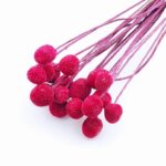 Flori uscate Craspedia Zmeura x20