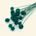 Flori uscate Craspedia Verde Iarba x20