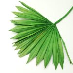 Frunze Palmier Soare mini verde intens x4