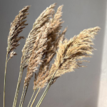 Iarba Pampas Cortaderia Bej natur set x10