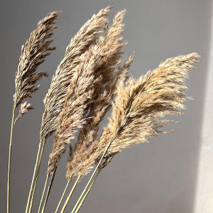 Iarba Pampas Cortaderia Bej natur set x10