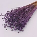 Planta de In indigo set