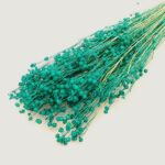 Planta de In smarald set