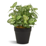 Fittonia variegata ghiveci 20cm