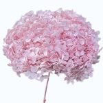 Hortensia criogenata cu flori mici roz pal D20cm