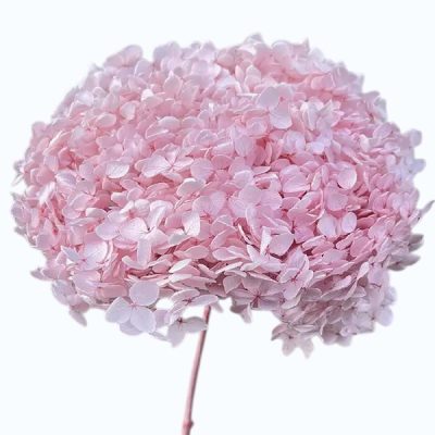 Hortensia criogenata cu flori mici roz pal D20cm