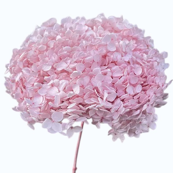 Hortensia criogenata cu flori mici roz pal D20cm