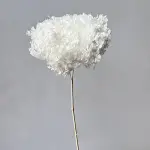 Hortensia stabilizata cu flori mici ALBA D20cm - imagine 2