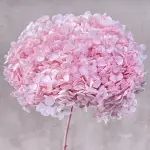 Hortensia stabilizata cu flori mici roz pal D20cm