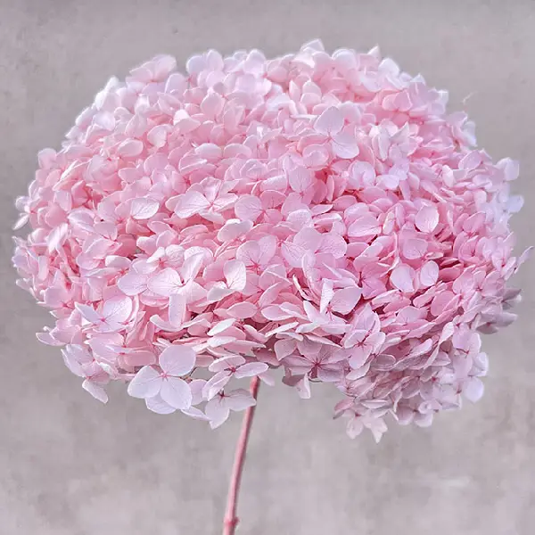Hortensia stabilizata cu flori mici roz pal D20cm