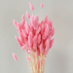 Lagurus premium roz pal set 100g