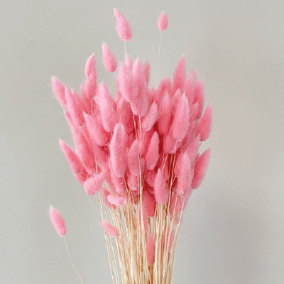 Lagurus premium roz pal set 100g