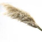 Pampas Cortaderia XL bej natur set x5