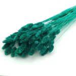 Phalaris smarald set 50cm