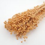 Planta de In Oranj pal 50cm