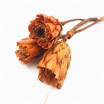 Floare uscata Protea MAXI oranj set x3