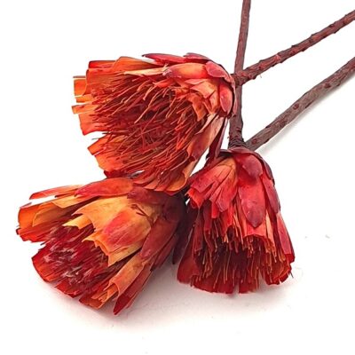 Floare uscata Protea MAXI red flame set x3
