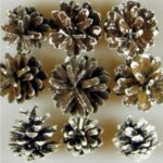 Conuri alb-natur vrac 1kg