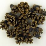 Conuri natur D4cm set 220g