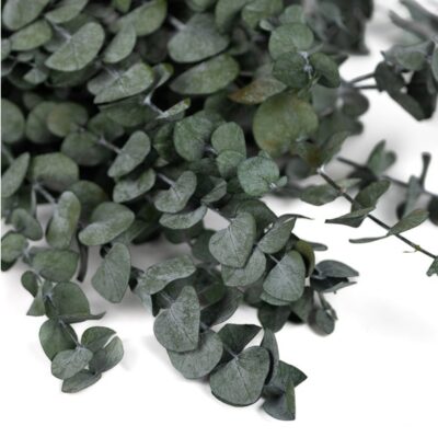 Eucalipt stabilizat Baby Small verde set - imagine 2