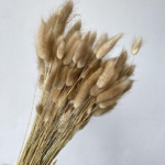 Pachet JUMBO Lagurus premium Natur x30