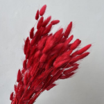 Lagurus premium red set 100g