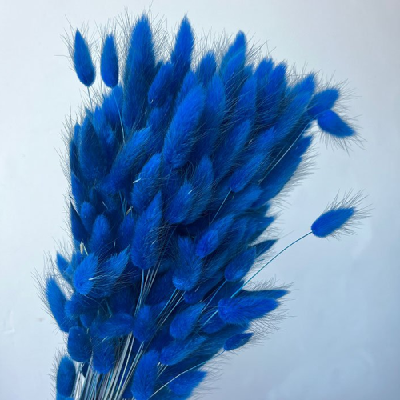 Lagurus premium royal blue set 100g