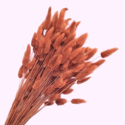 Lagurus premium terracotta set 100g